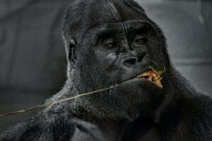 gorilla eating
