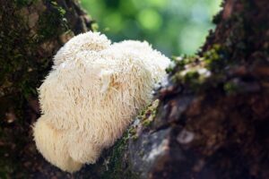 lion's mane mushrooms