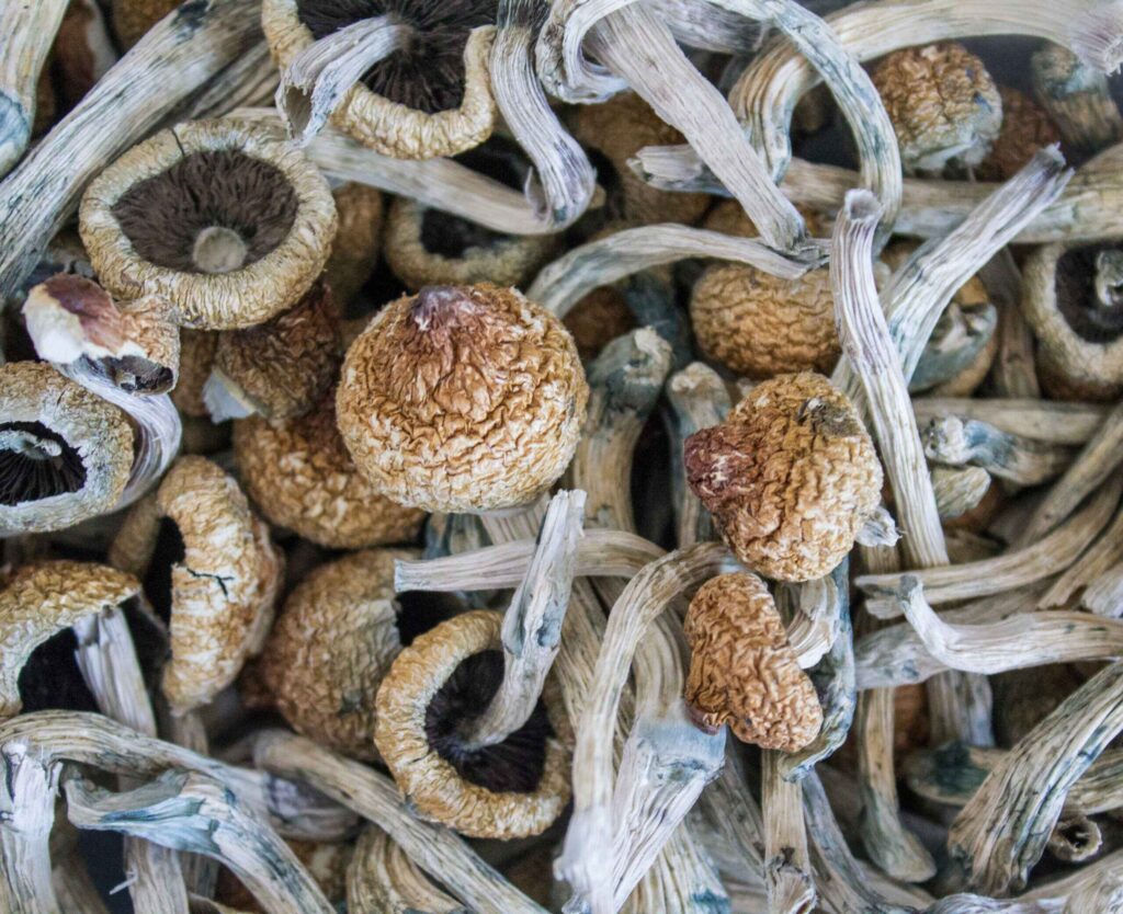 dried psilocybin mushrooms