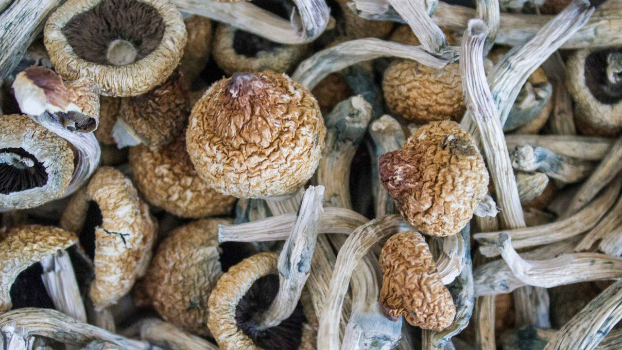 In the news - mushrooms