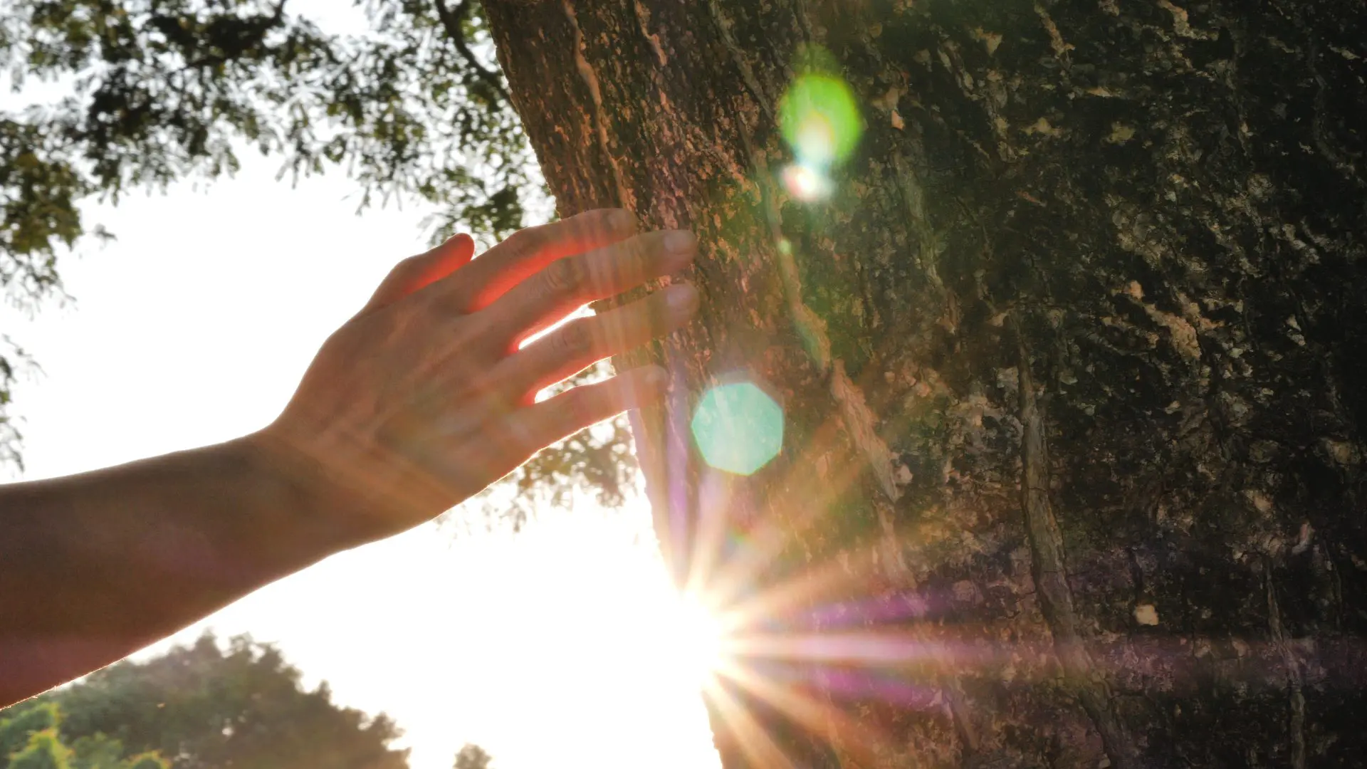 hand on tree in the light