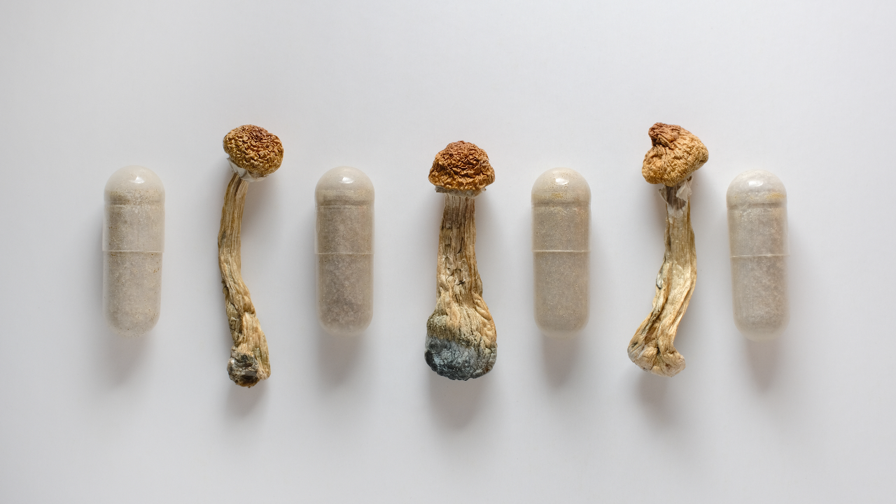 psilocybin capsules