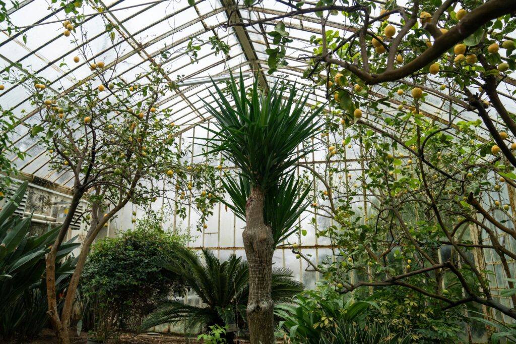 plants in a greenhouse