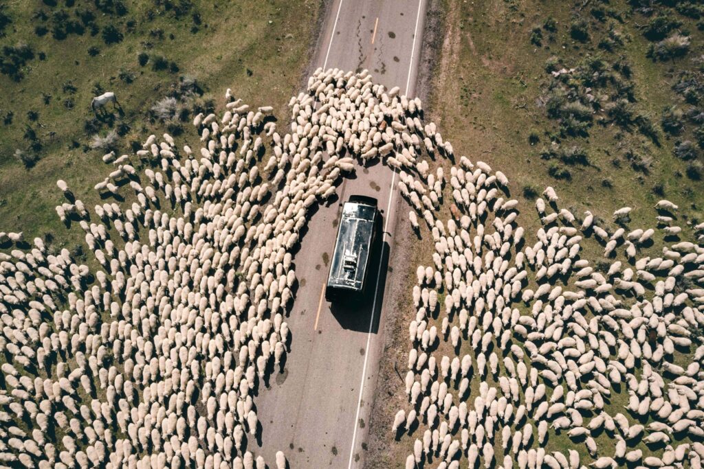 car amidst a herd of sheep