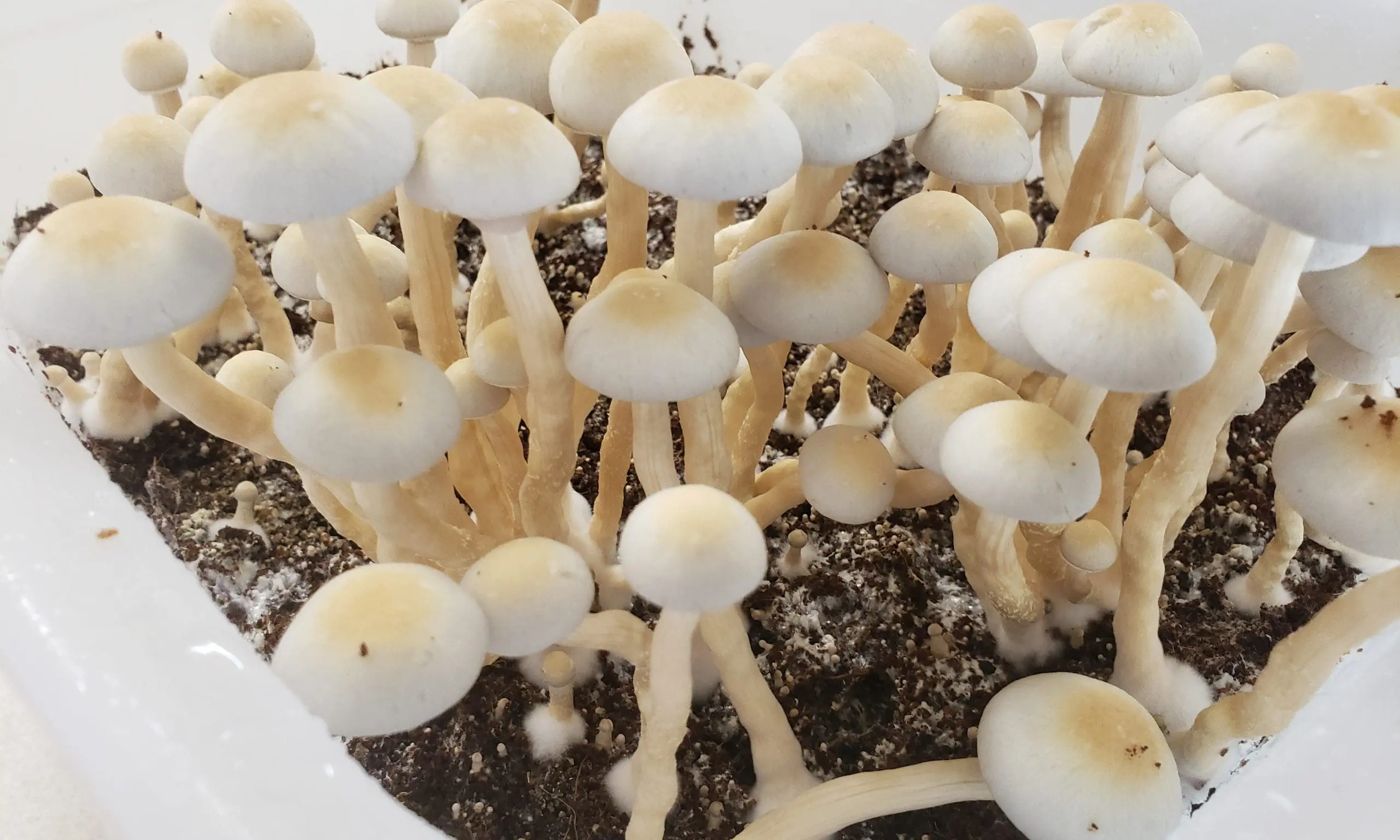 Psilocybin Eases Psychological Distress in People Who Experienced Childhood Trauma, Study Suggests