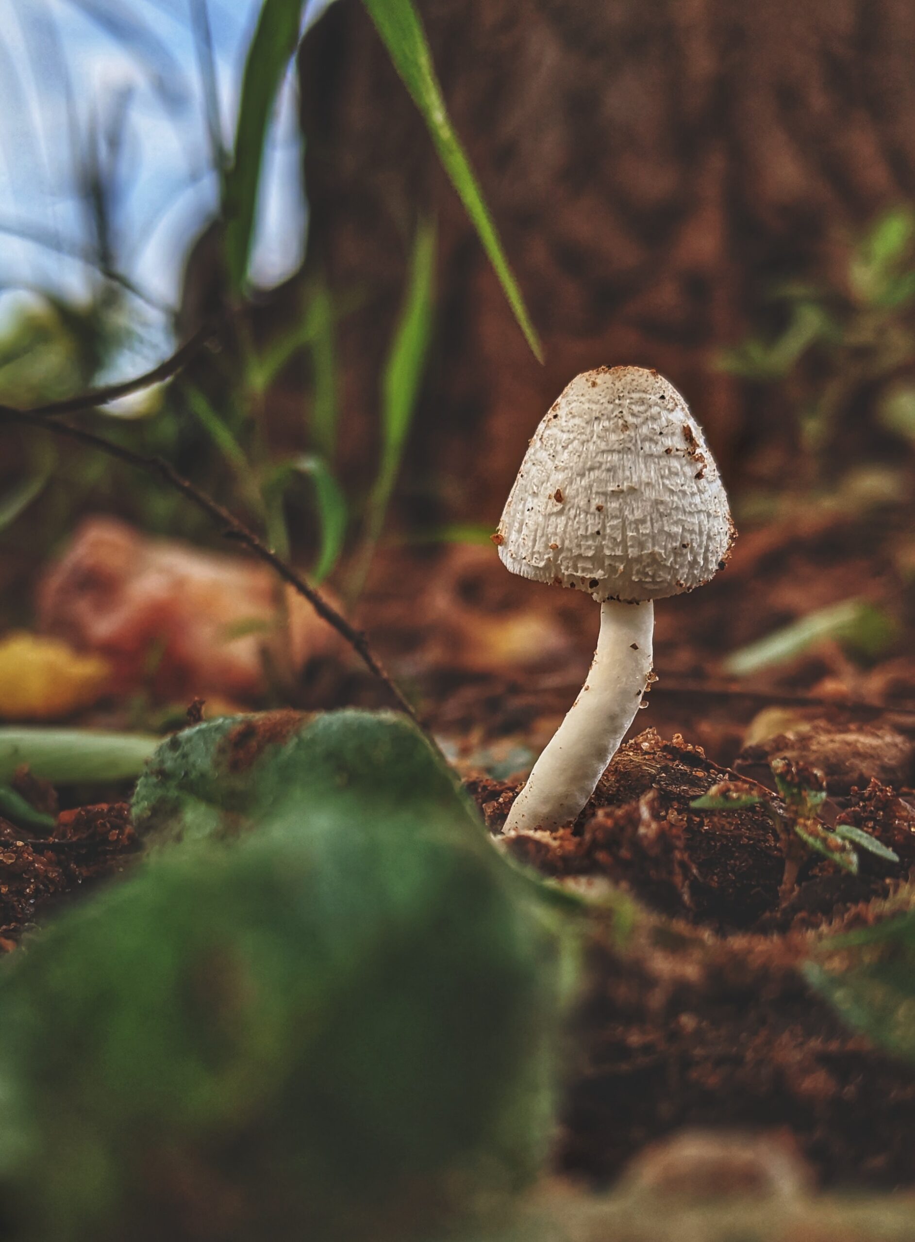 FDA Opens Discussion on Psychedelics in Clinical Trials to Guide the Industry