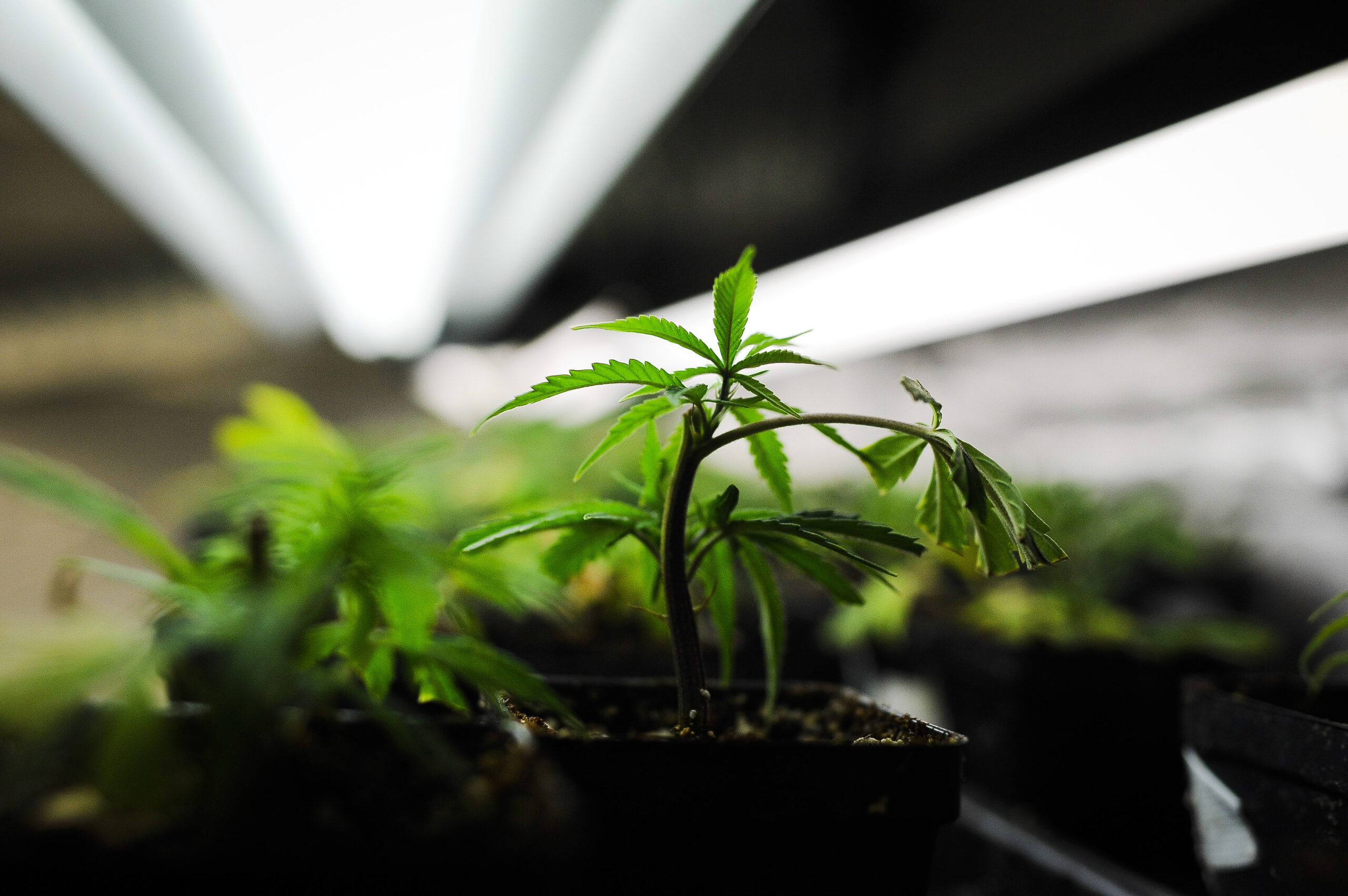 Sister Organization to Colorado Nonprofit that Pioneered CBD for Epileptic Seizures Exploring Psychedelics