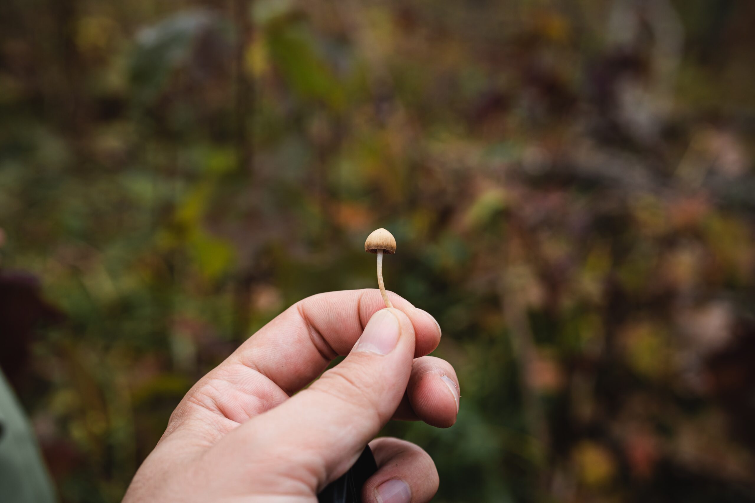 Make Way for Magic Mushrooms: Colorado to Vote on Psychedelics Legalization Amid Mental Health Crisis