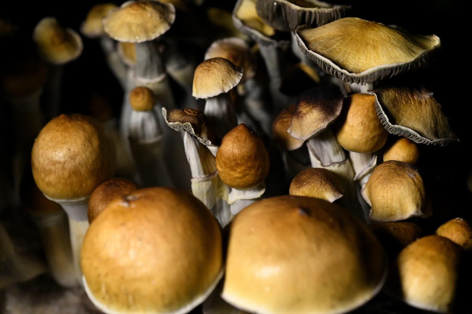 Curious about Psychedelics? Colorado nonprofit launches hotline to answer your burning questions