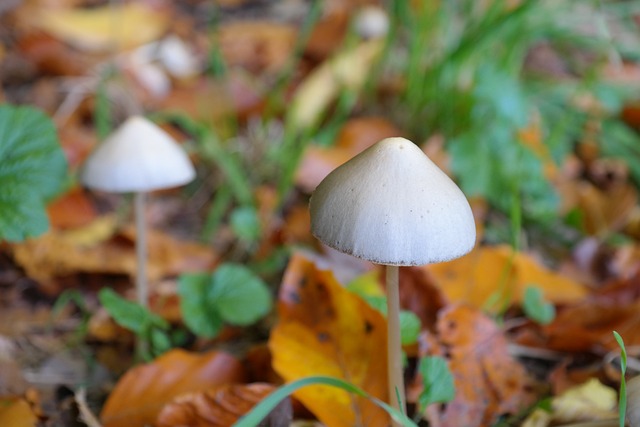 Safely Explore Psilocybin Mushrooms with Unlimited Sciences