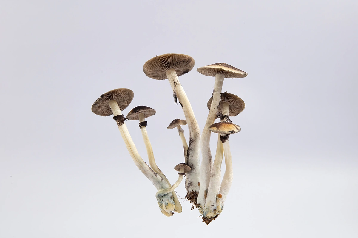Healing from Childhood Trauma? New Study Suggests Psilocybin May Help