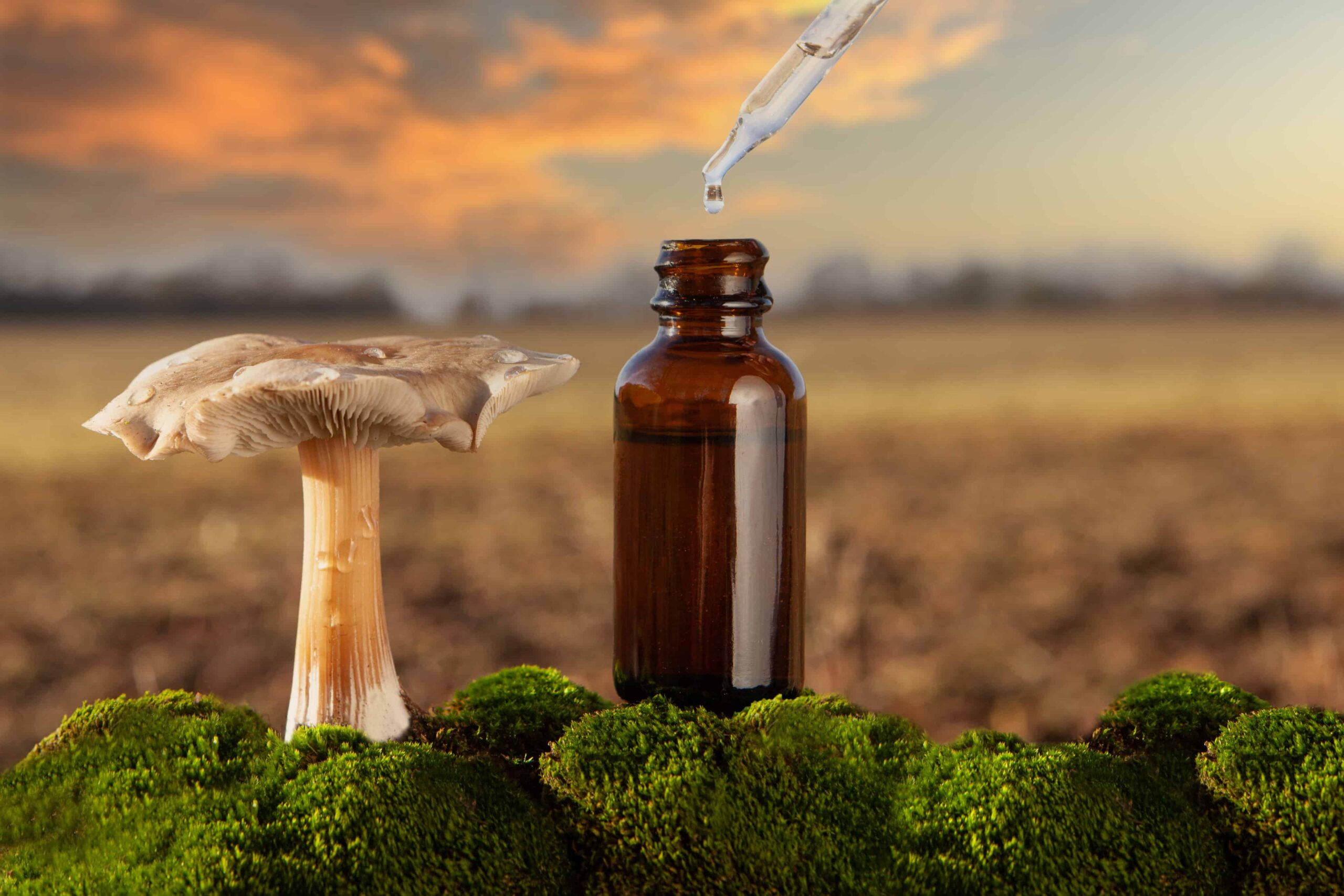 Normalizing Psychedelics: An Interview with Matthew X. Lowe