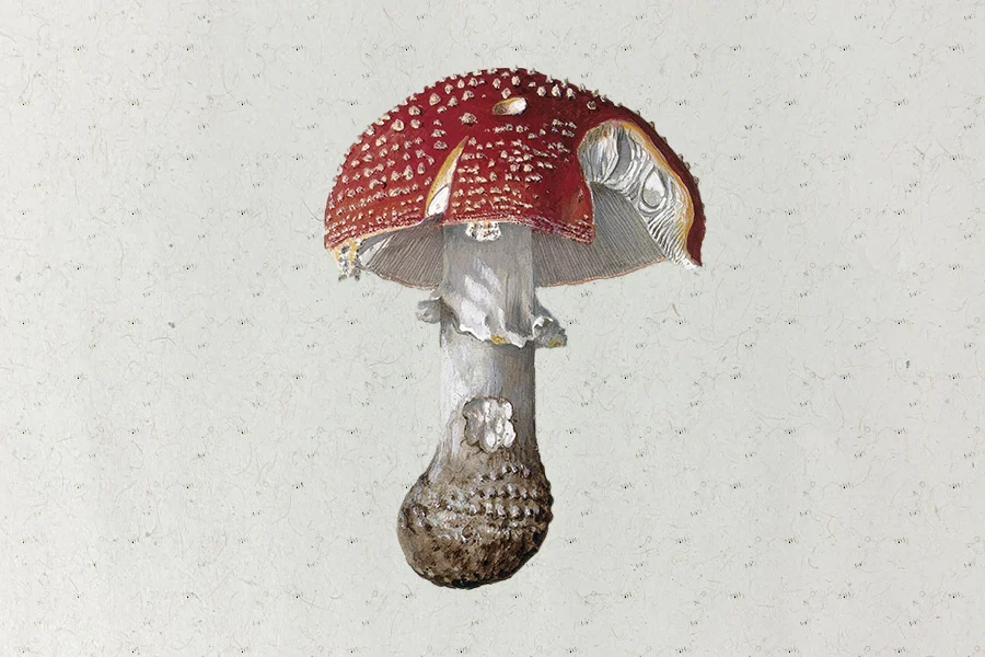 Meet Muscimol, the Compound Behind the Unique Amanita Mushroom Trip