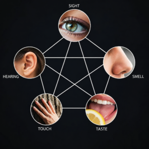 Diagram illustrating the five senses. Sight, hearing, smell, taste, and touch are connected by lines to represent cross-modal sensory experiences associated with synesthesia and psychedelic states.